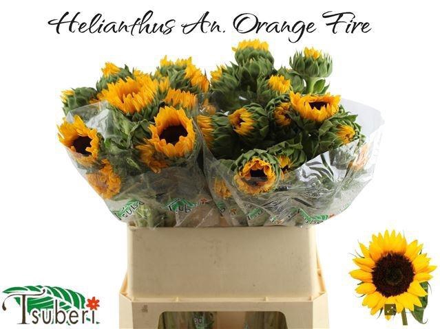 <h4>HELI ORANGE FIRE</h4>