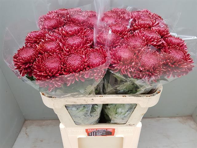 <h4>CHR G BIGOUDI RED</h4>