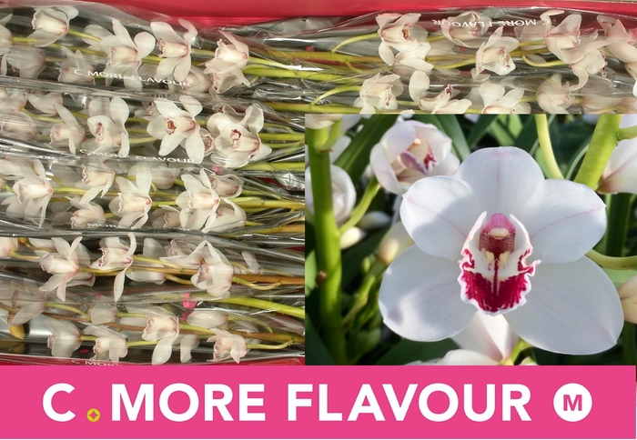 <h4>CYMB MI BERNAFLOR</h4>