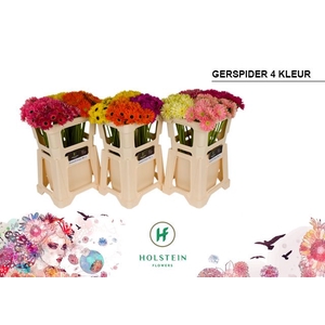 Germini Spider Mix Spider Water