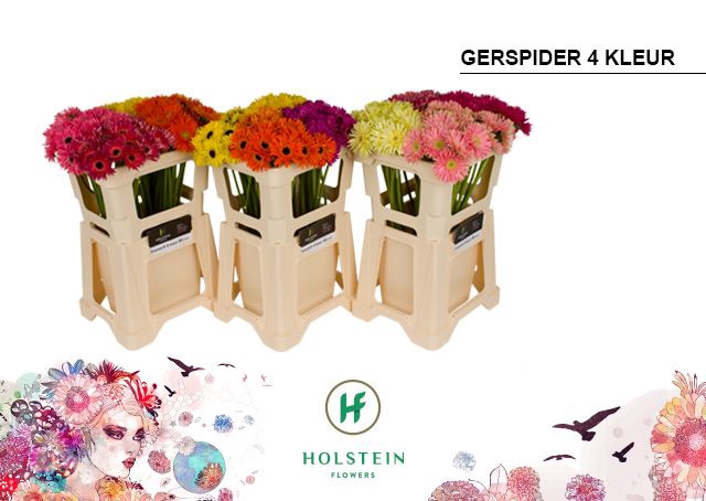 <h4>Germini Spider Mix Spider Water</h4>
