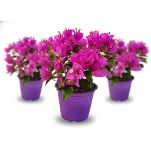 Bougainvillea overig