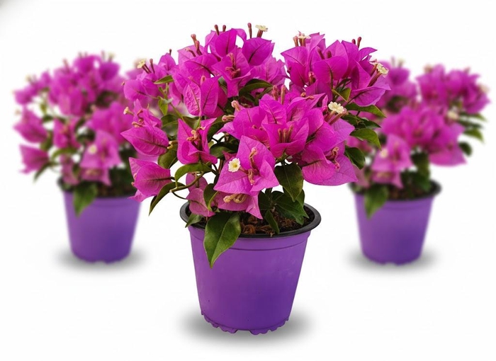 <h4>Bougainvillea overig</h4>