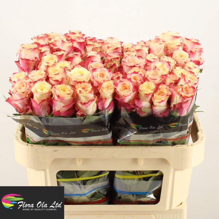 <h4>R GR CHAPEAU</h4>