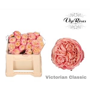 R GR VICTOR CLASSIC@