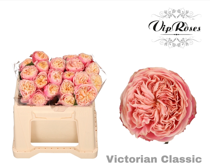 <h4>R Gr Victor Classic@</h4>