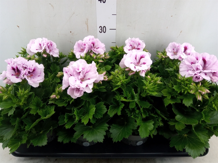 <h4>Pelargonium gran.   ...</h4>