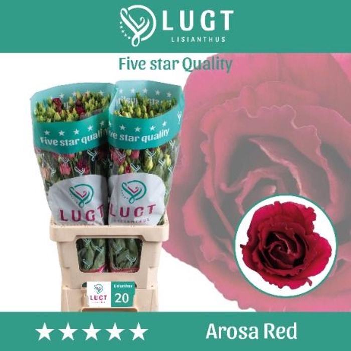 <h4>EUSTOMA RUSS. DU 'AROSA RED'</h4>