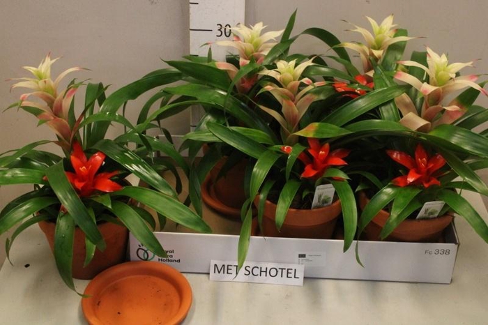 <h4>BROMELIA GEM</h4>