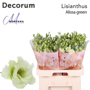 Lisianthus Alissa green 70cm