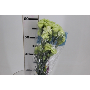 CRAVO SPRAY JADE 060 CM
