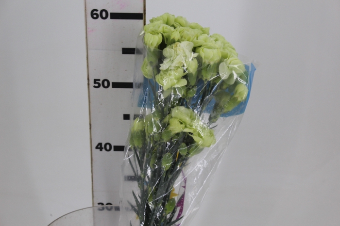 <h4>CRAVO SPRAY JADE 060 CM</h4>