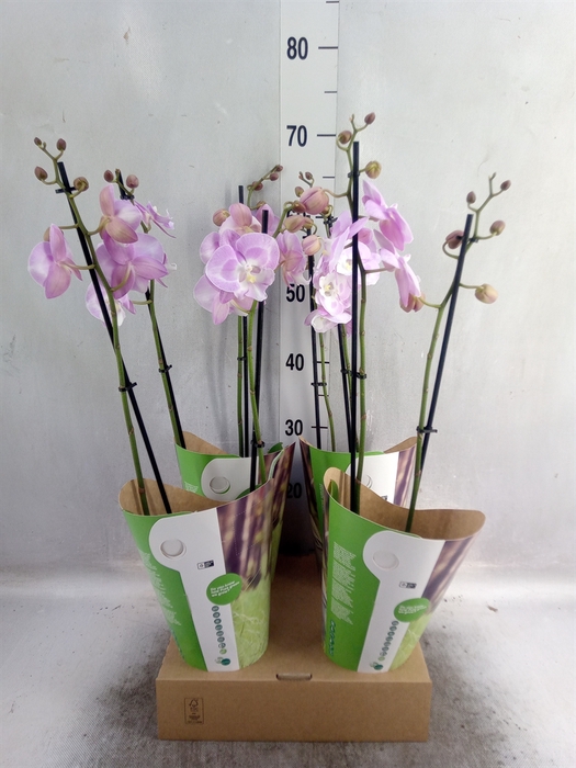 <h4>Phalaenopsis   ...rose</h4>