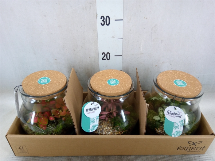<h4>Arr.   Planten L%</h4>