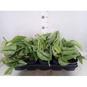 Scindapsus pictus 'Trebie'