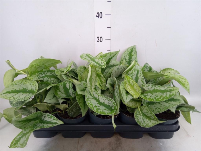 <h4>Scindapsus pictus 'Trebie'</h4>