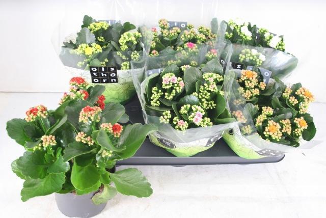 <h4>KAL GE GEM 6 KL</h4>