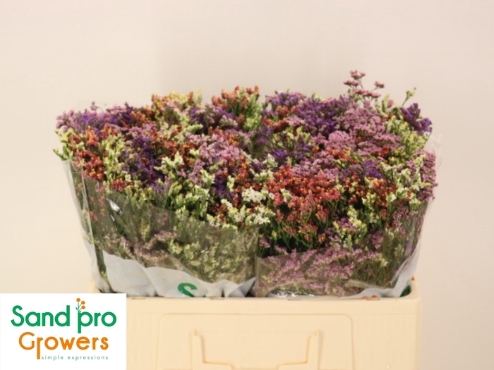 <h4>GEM ZOMERBOEKET</h4>