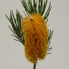 <h4>Banksia Collina</h4>