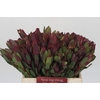 Leucadendron Senorita