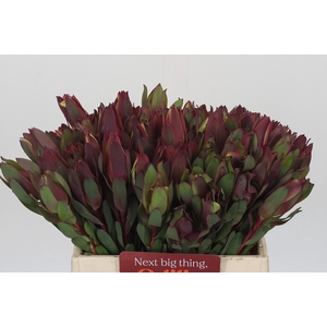 Leucadendron Senorita