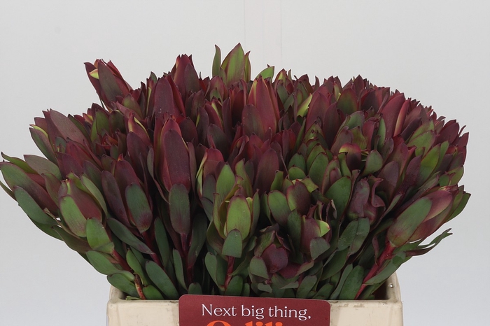 <h4>Leucadendron Senorita</h4>