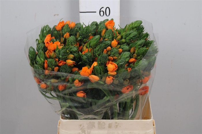 <h4>Ornit Db Sunshine</h4>