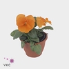 Viola wr. 'Alpha Orange'