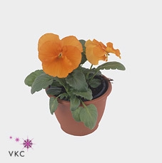 Viola wr. 'Alpha Orange'
