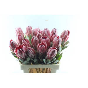 Protea Sharonet