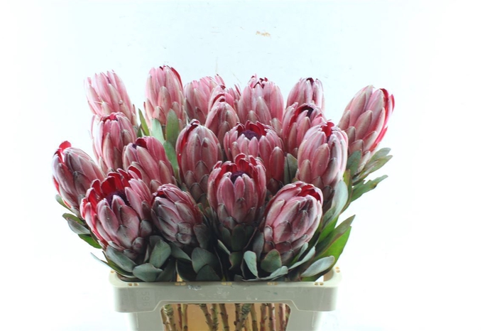 <h4>Protea Sharonet</h4>