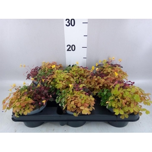 Oxalis   ...