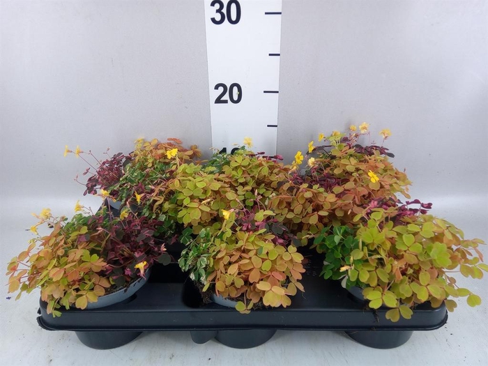 <h4>Oxalis   ...</h4>