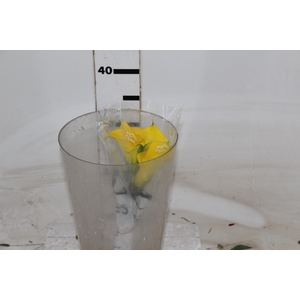 CALLA YELLOWEEN 040 CM