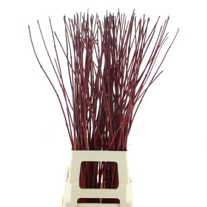 Cornus Alba Sibirica