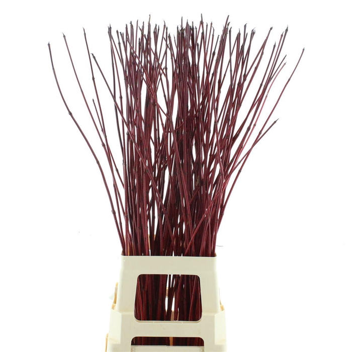 <h4>Cornus Alba Sibirica</h4>