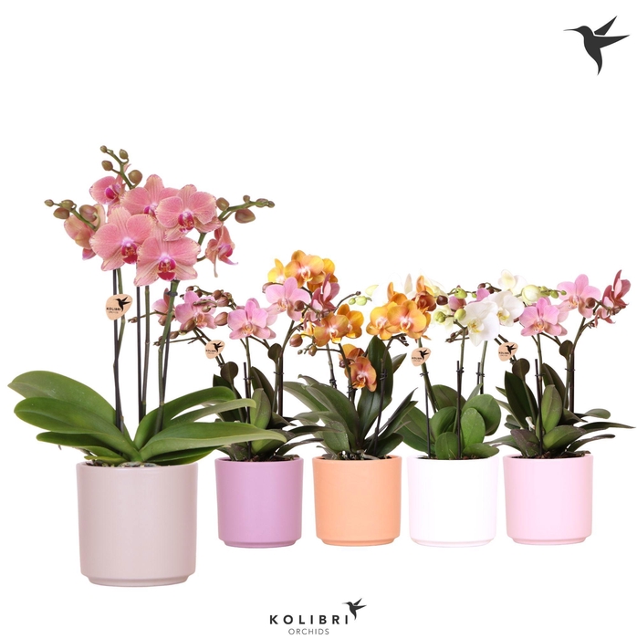 <h4>Kolibri Orchids Phalaenopsis Jewel mix 3 spike in Simplicity pot</h4>