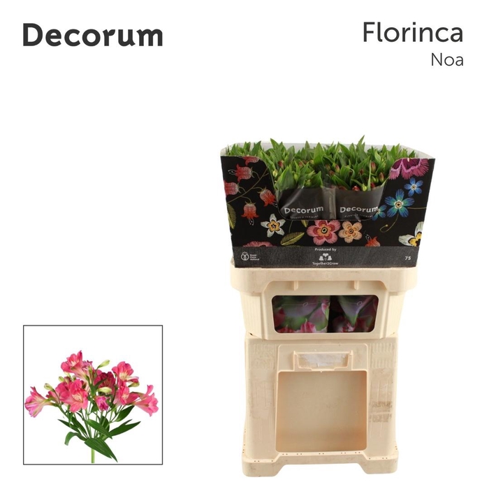 <h4>Alstroemeria Fl Noa</h4>