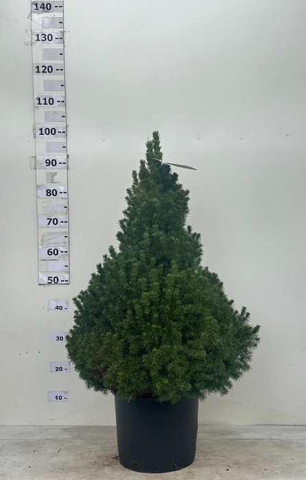 <h4>PICEA GL CONICA</h4>