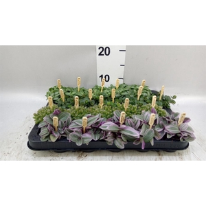 Planten  ..mix