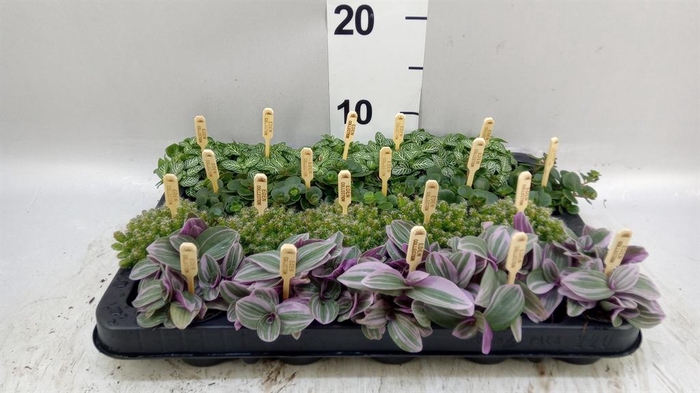 <h4>Planten  ..mix</h4>