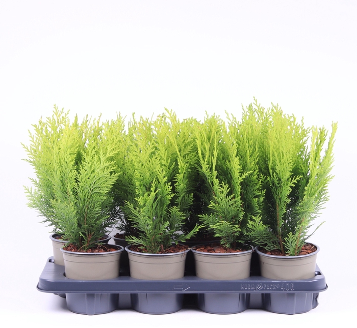 Chamaecyparis lawsoniana 'Stardust'