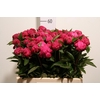 Paeo L Red Bernhardt