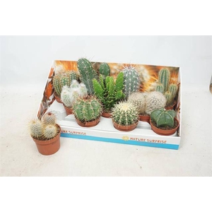 Cactus mix 10,5Ø 15cm