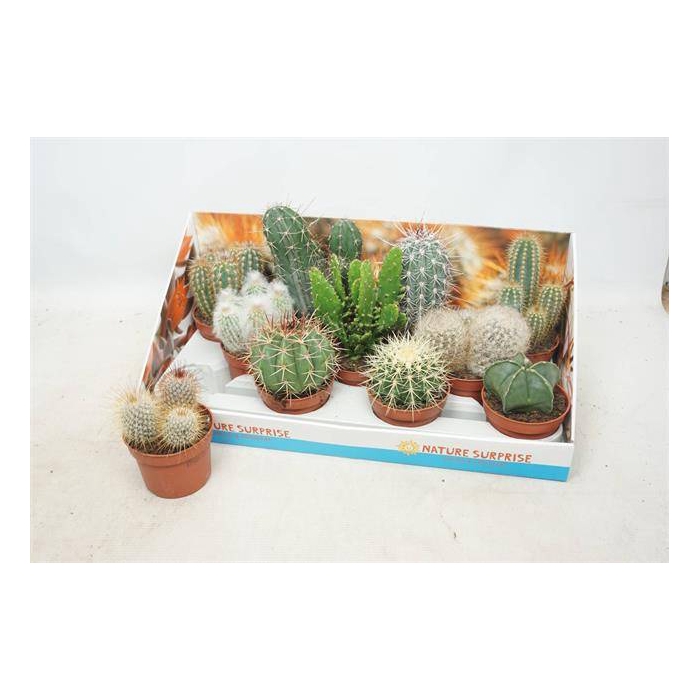 <h4>Cactus mix 10,5Ø 15cm</h4>