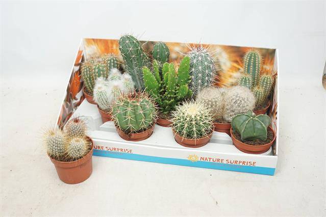 Cactus mix 10,5Ø 15cm