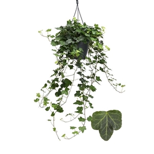 Hedera helix 'Wonder'