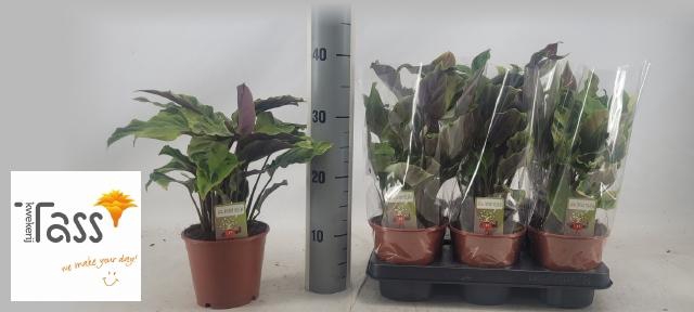 <h4>CALAT FUSION YELLOW</h4>