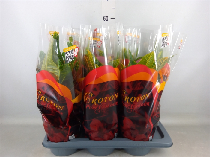 <h4>Codiaeum var. GR 'Excellent'</h4>
