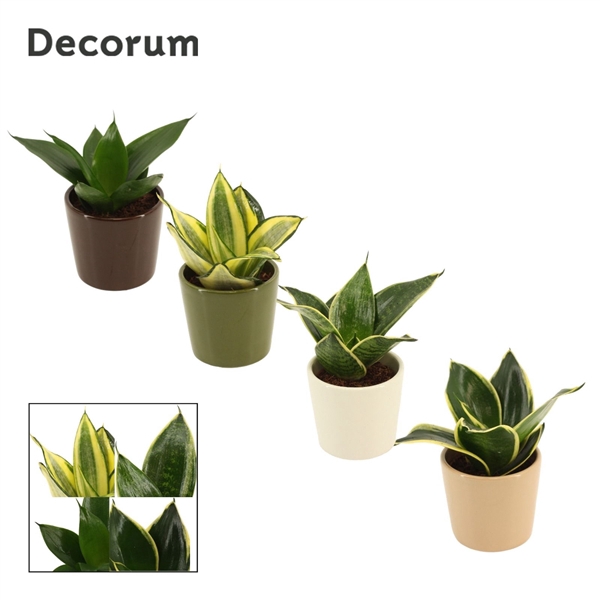 <h4>Sansevieria Hahnii 6 cm mix in Manuela (Stone Touch-collection)</h4>